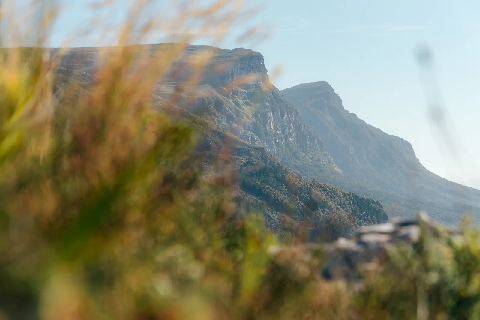 Fynbos in the foreground with Table Mountain's cliffs behind