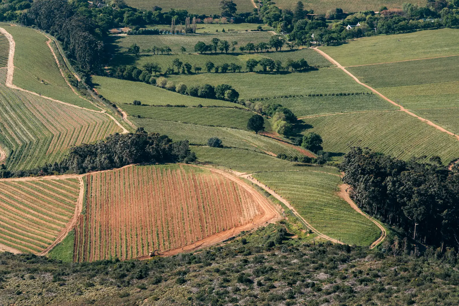 Vineyards of the Constantia valley from above